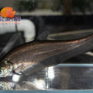Knifefish - Indian Featherback 5-6in