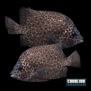 Knifejaw - Spotted