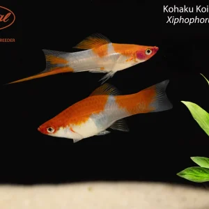 Kohaku Koi Swordtail