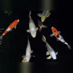 Koi 3-4″