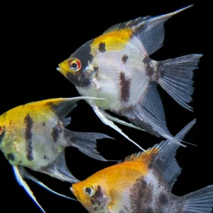 Koi Angelfish (Pterophyllum scalare) - Tank-Bred!