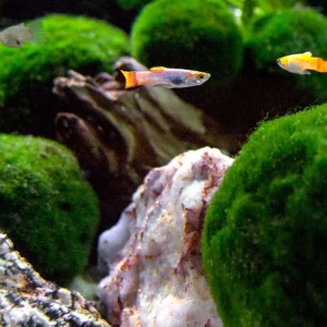 Koi Endler’s Livebearer (Poecilia wingei), Males and Females, Tank-Bred!