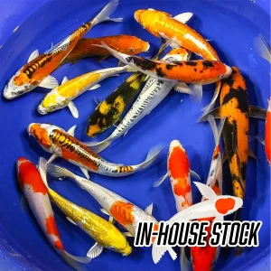 Koi - Premium Grade (Special Order)