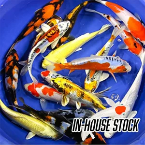 Koi - Premium Select Grade (Special Order)