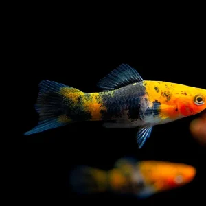 Koi Sanke Swordtail (Xiphophorus helleri), Tank-Bred