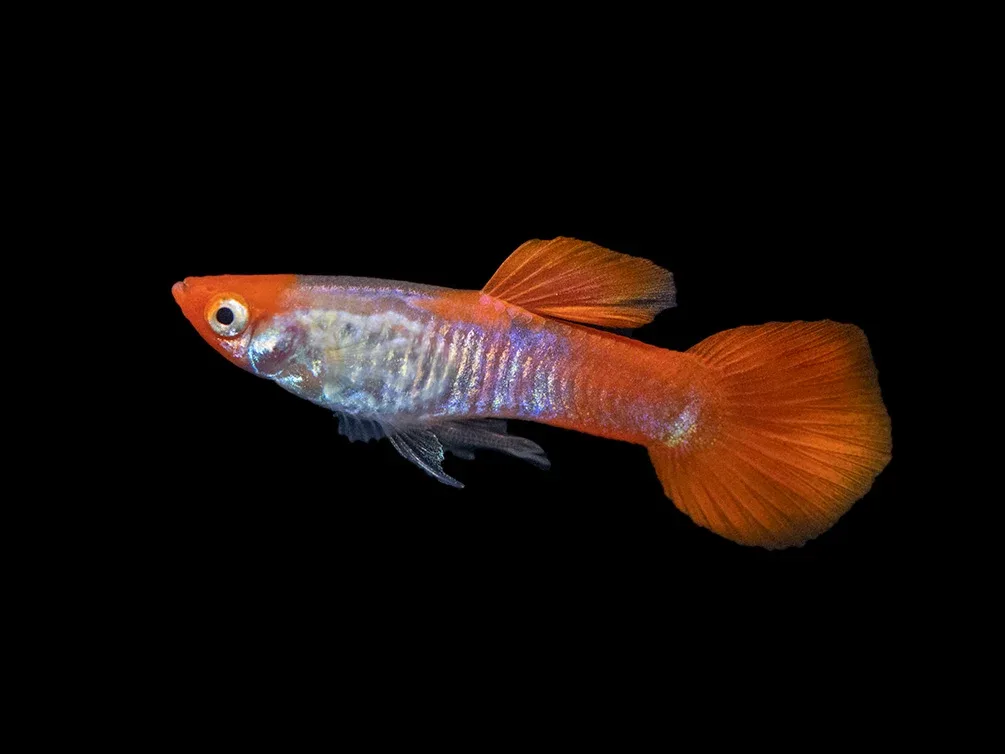 Koi Snakeskin Guppy (Poecilia reticulata), Tank-Bred! - Image 2