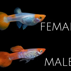 Koi Snakeskin Guppy (Poecilia reticulata), Tank-Bred!