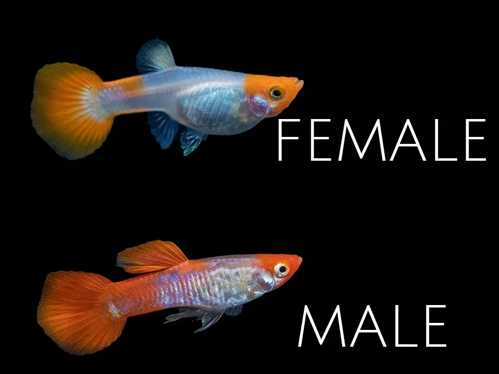 Koi Snakeskin Guppy (Poecilia reticulata), Tank-Bred!