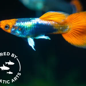 Koi Tuxedo Guppy (Poecilia reticulata), BREDBY: AQUATIC ARTS