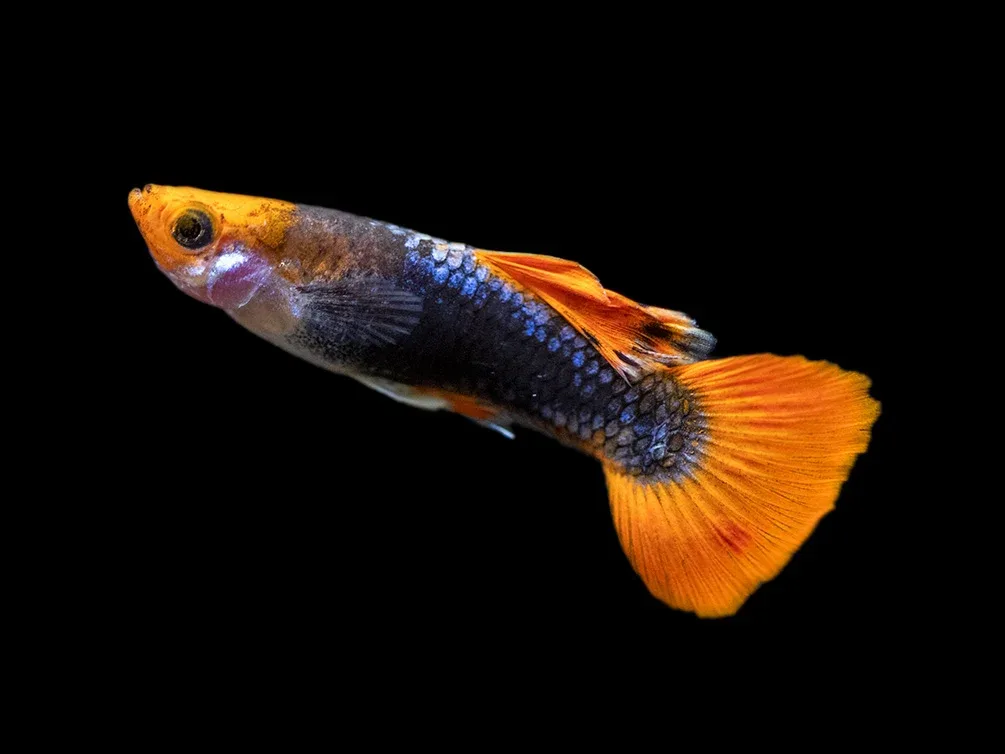 Koi Tuxedo Guppy (Poecilia reticulata), Tank-Bred! - Image 2