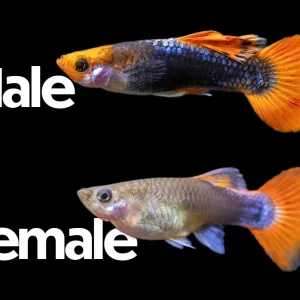 Koi Tuxedo Guppy (Poecilia reticulata), Tank-Bred!