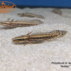 Koliba Bichir