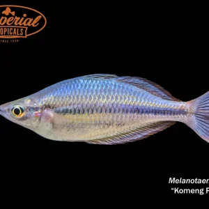 Komeng River Rainbowfish