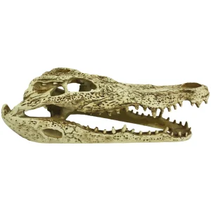 Komodo Alligator Skull Hideout 9 in
