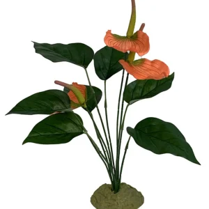 Komodo Anthurium Bush with Aquarium Gravel