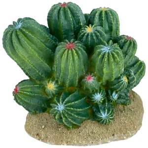 Komodo Cactus Plant Barrel 4 in