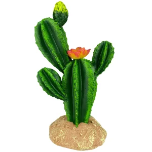 Komodo Cactus Plant Flower 9 in