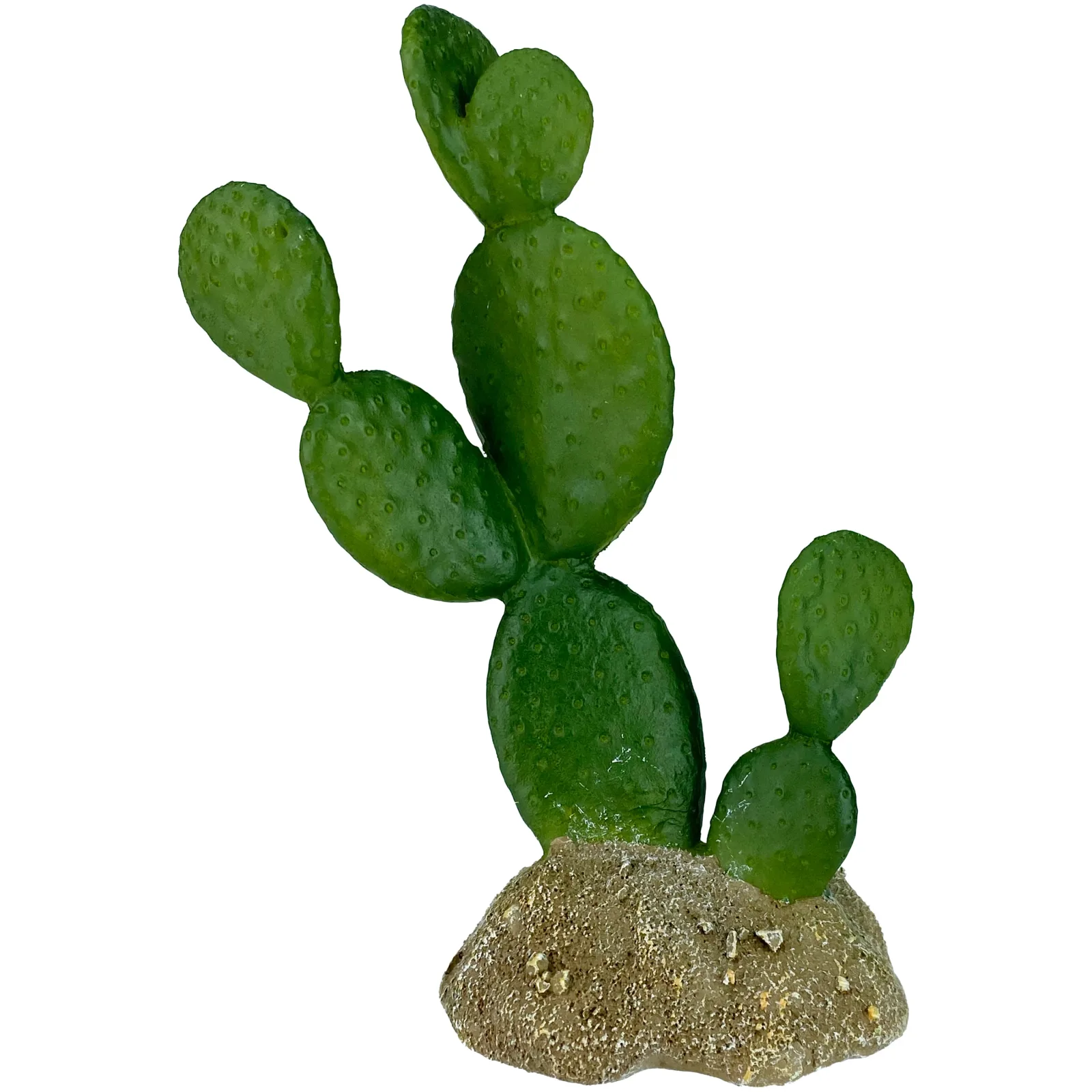 Komodo Cactus Plant Prickly Pear 6.3 in
