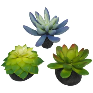 Komodo Desert Succulent Plant - Blue and Green, 3-Count