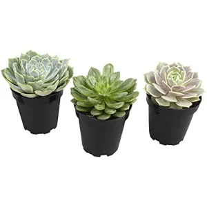 Komodo Desert Succulent Plant - Yellow and Green, 3-Count