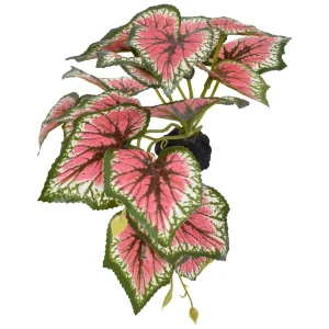 Komodo Standing Caladium Plant 5 in