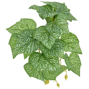 Komodo Standing Spotted Pothos Plant 5 in