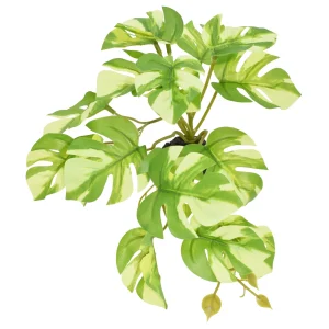 Komodo Standing Varigated Monstera Plant 5 in