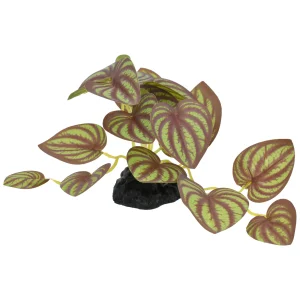 Komodo Standing Zebrina Plant 3.5 in, Small
