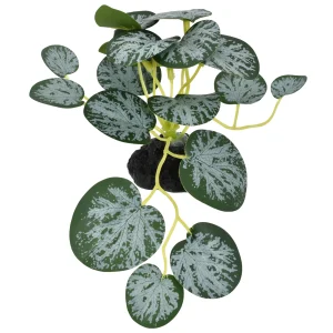 Komodo String Of Hearts Plant 3.5 in, Small