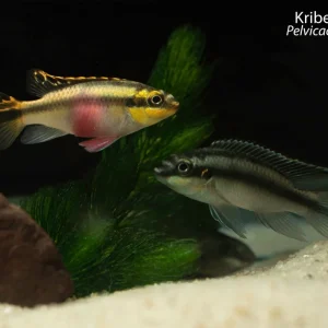 Kribensis Cichlid