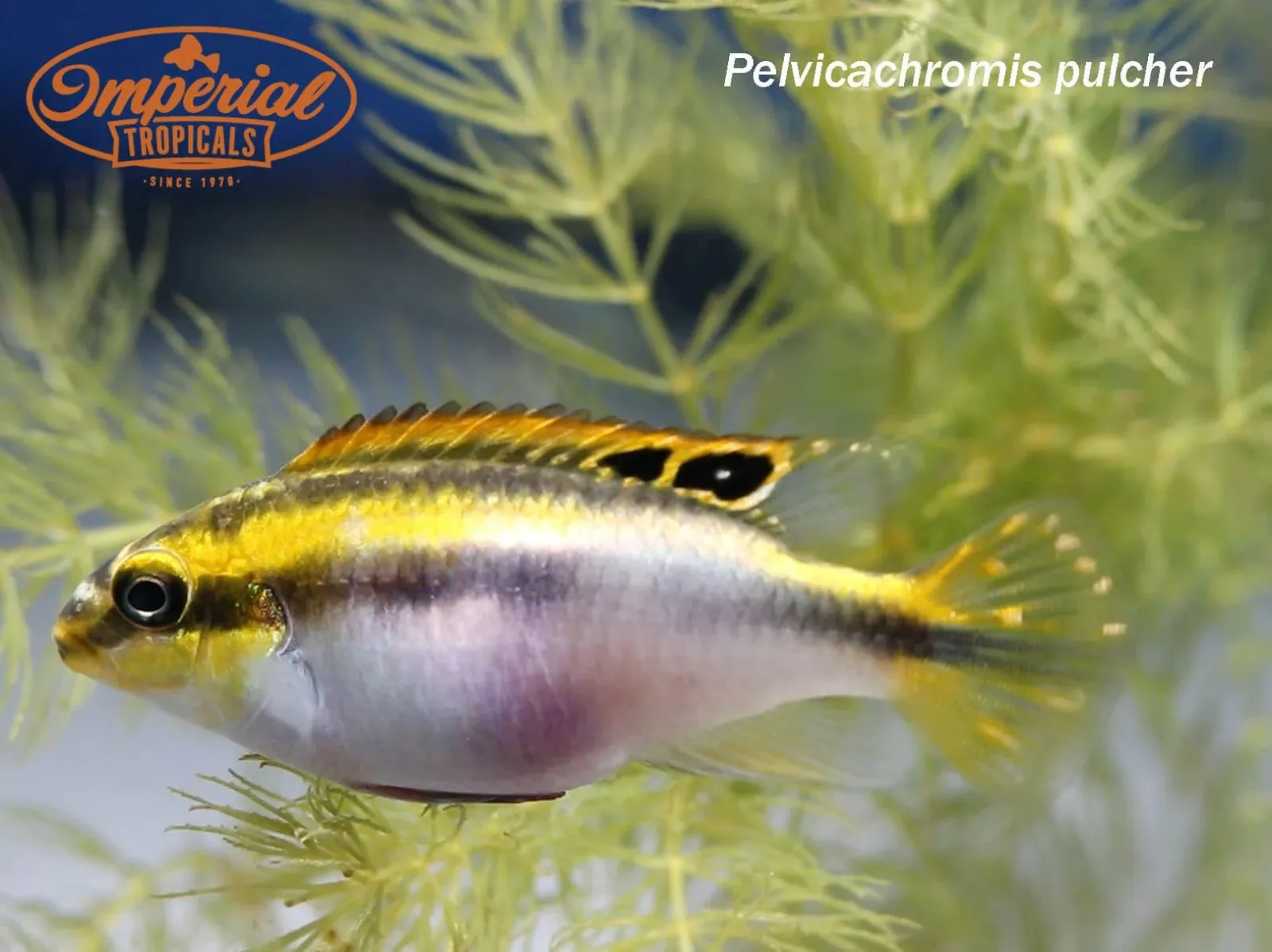 Kribensis Cichlid - Image 2