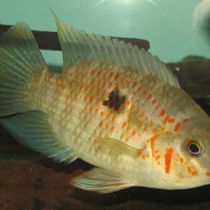 Krobia xinguensis