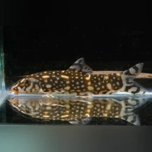 Kubotai Loach