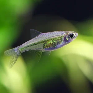 Kubotai Rasbora (Microdevario kubotai), Tank-Bred