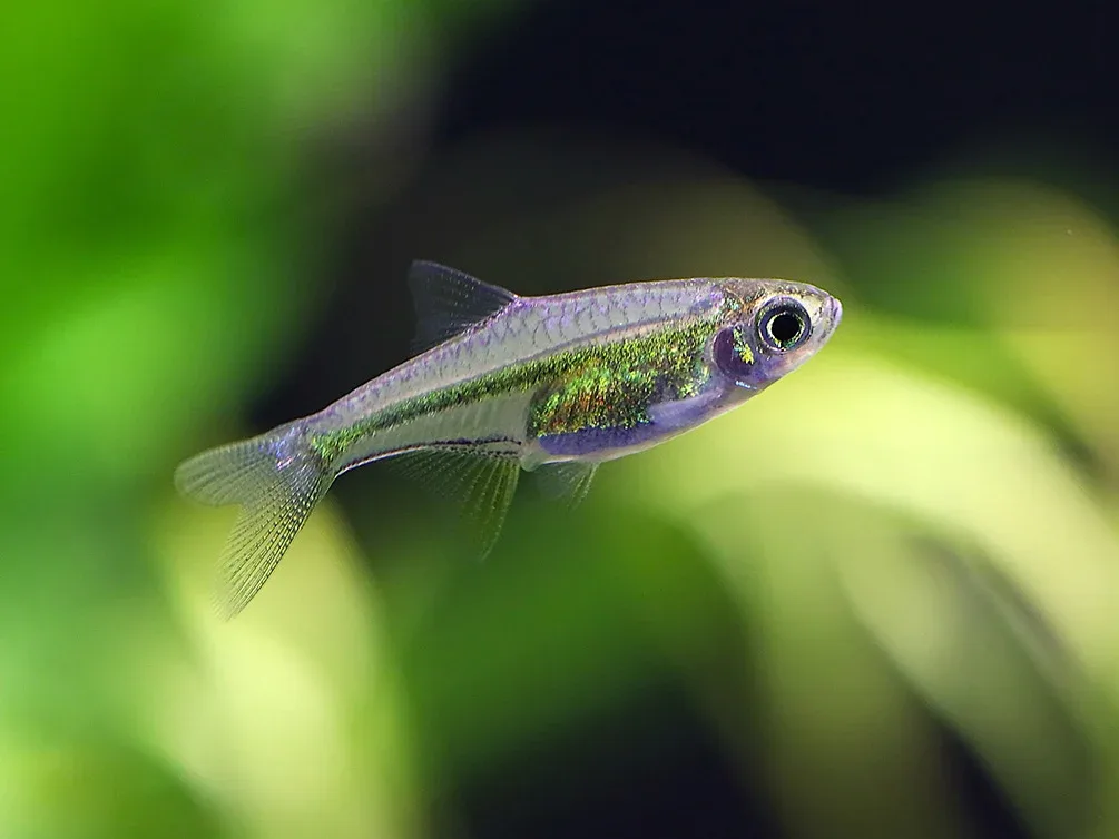 Kubotai Rasbora (Microdevario kubotai), Tank-Bred