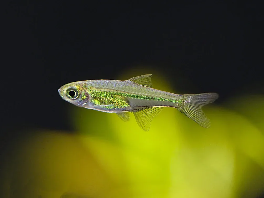 Kubotai Rasbora (Microdevario kubotai), Tank-Bred - Image 2