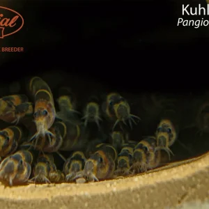 Kuhli Loach