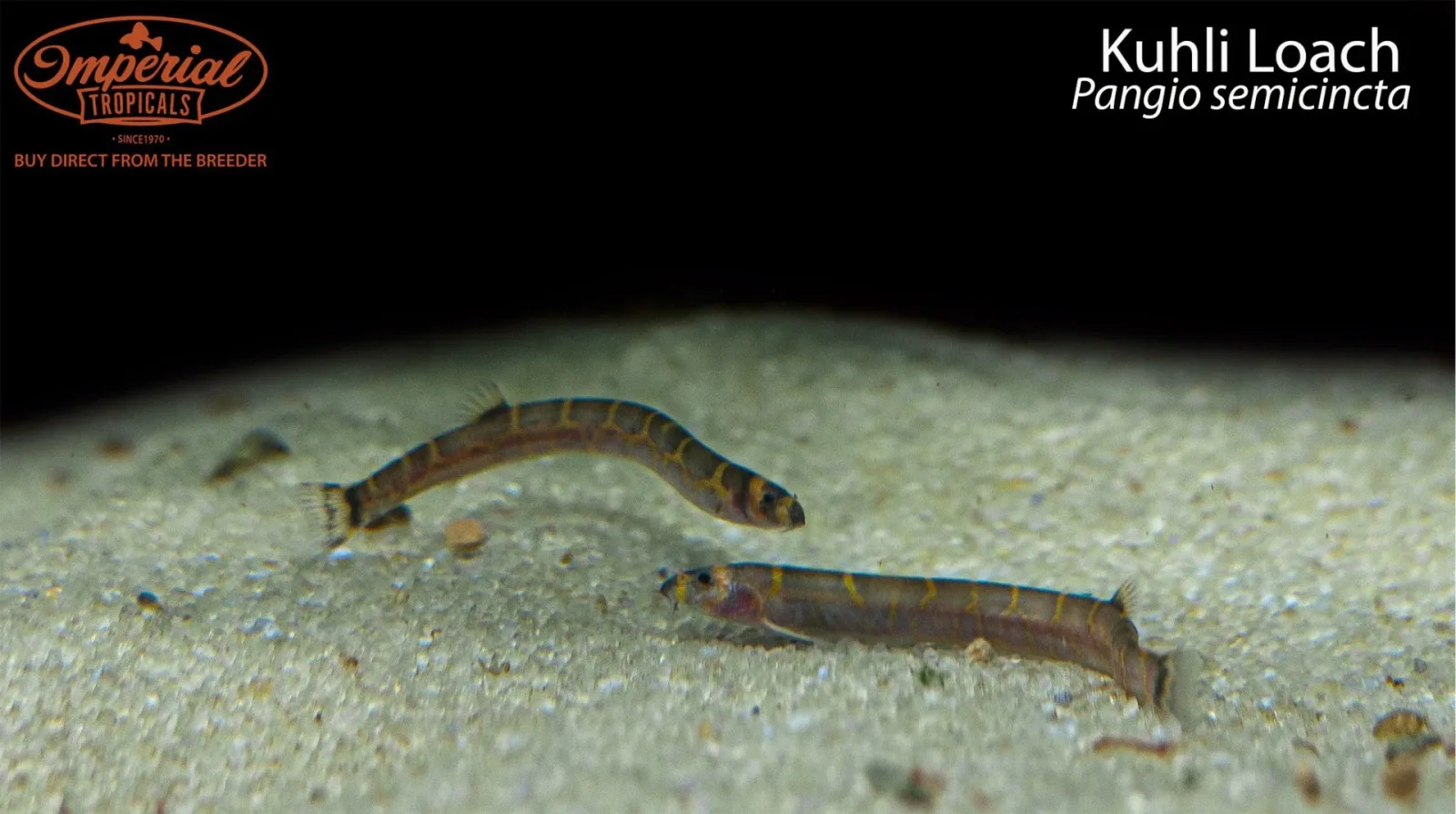 Kuhli Loach - Image 2