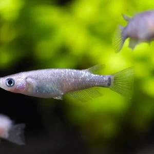 Kurorame Medaka Ricefish (Oryzias latipes 'Kurorame') – Tank Bred