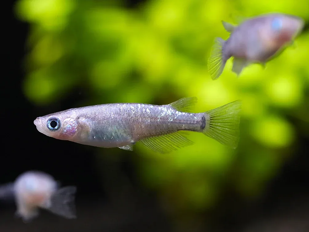Kurorame Medaka Ricefish (Oryzias latipes 'Kurorame') – Tank Bred