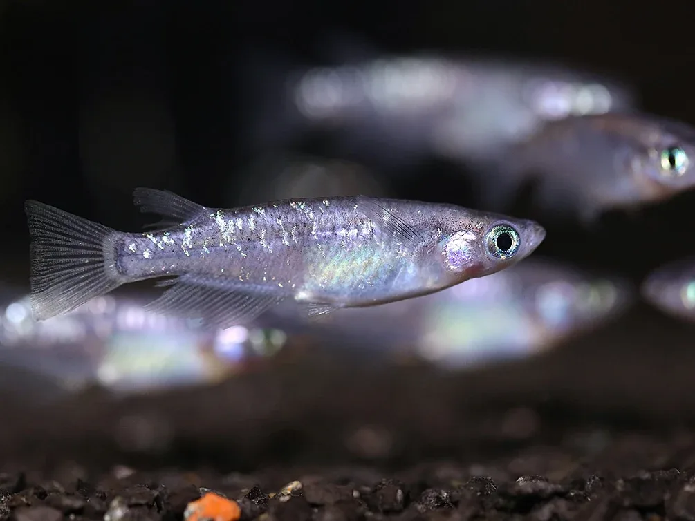Kurorame Medaka Ricefish (Oryzias latipes 'Kurorame') – Tank Bred - Image 2