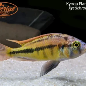 Kyoga Flameback
