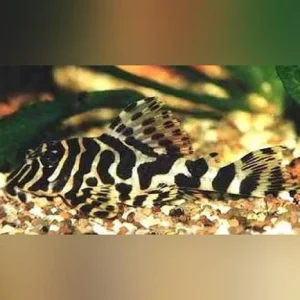 L-134 Leopard Frog Pleco