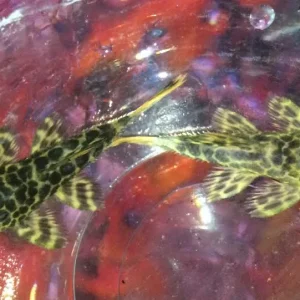 L-144 Bushynose Albino Longfin Pleco