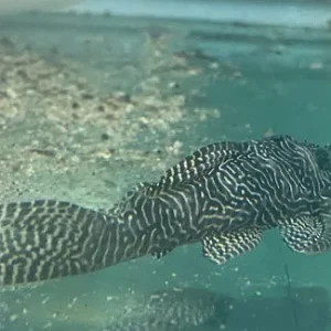 L-260 Queen Arabesque Pleco