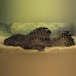 L-29 Vampire Pleco