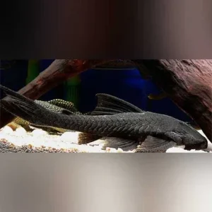 L-350 Black Coal Pleco