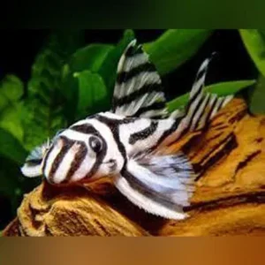 L-46 Zebra Pleco