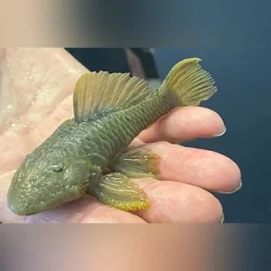 L-56 Chubby Pleco