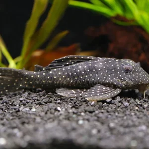 L004 Angelicus Pleco (Hypancistrus sp.) – Brazil